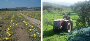 azienda poggio del lago