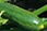 zucchine